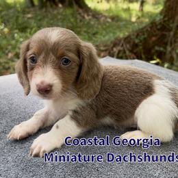 Too Pretty Isabella Piebald Long-Hair Boy - Fawn (isabella) and tan male Dachshund puppy in Brunswick, Georgia from Coastal Georgia Miniature Dachshunds