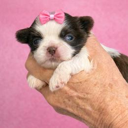 Glory - Cream and white female Shih Tzu puppy in Tallahassee, Florida from Bows and Bow Ties