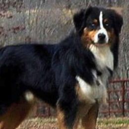 Australian Shepherds and Miniature Australian Shepherds from Southern Winds Mini Aussies