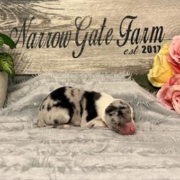 Blair - White and blue merle female Border Collie puppy in Moody, Texas from Narrow Gate Farm