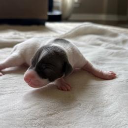 Justin Timberlake - White and blue male Italian Greyhound puppy in Texas from Italian Greyhounds of Frisco