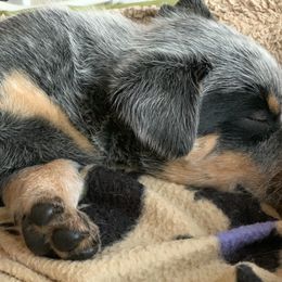 Australian Cattle Dog Puppies from Tin Roof Australian Cattle Dogs