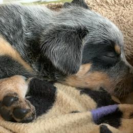Australian Cattle Dog Puppies from Tin Roof Australian Cattle Dogs