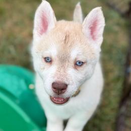 Maya (nickname female 2) - Red and white female Siberian Husky puppy in Fairborn, Ohio from Haven of Free Spirits