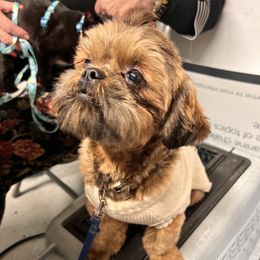 Tony - Shih Tzu