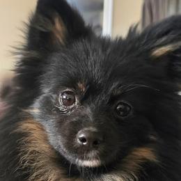Pomskies from Kacy Dunckhorst