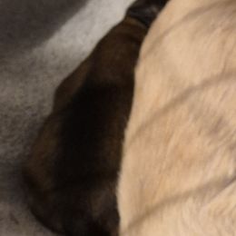 No name - Sable male Shih Tzu puppy in Shinnston, West Virginia from Melissa's World of Shih Tzus