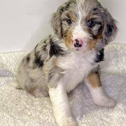 Chase - Blue merle male Assorted Doodle Crosses puppy in Waco, Georgia from Huff Family Doxies & Doodles