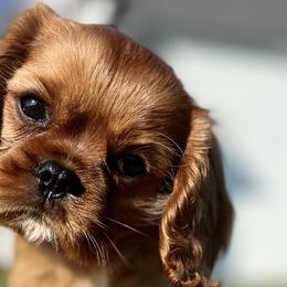 Cavalier King Charles Spaniels from Good Hope Cavaliers
