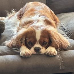 Cavalier King Charles Spaniels from Tidal Tails