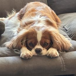 Cavalier King Charles Spaniels from Tidal Tails