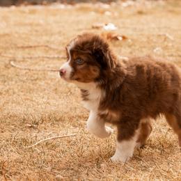 Miniature American Shepherd and Miniature Australian Shepherd Puppies from Bellewynd Acres