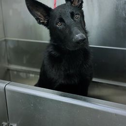 Askari von der Kriegerseele - Black male German Shepherd puppy in Chestnut, Illinois from Fireside Fernweh
