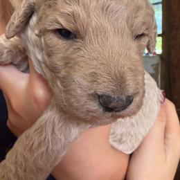 Girl 2 red - Red  female Goldendoodle puppy in Lumberton, Texas from Southeast Texas Goldendoodles