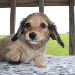 Dachshund Puppies from 3B Doxies