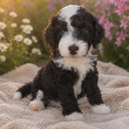 Panda - Black male Goldendoodle puppy in Englewood, Ohio from The Golden Aussie Co.
