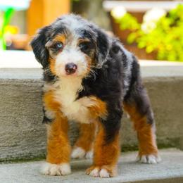 Roly - Blue merle male Bernedoodle puppy in Dundee, Ohio from Down Home Doodle