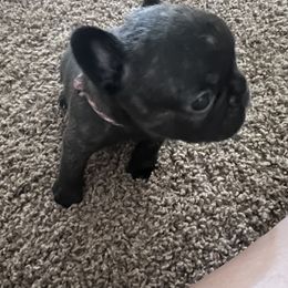 Pink & Grey collar - Brindle French Bulldog puppy in Derby, Kansas from Staci Tosh's French Bulldogs
