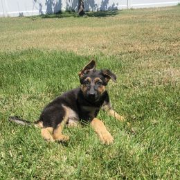 Darla - Black and tan female German Shepherd puppy in Whitewater, California from Vom Haus Metzler Shepherds