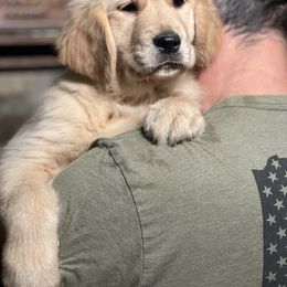 Cavalier King Charles Spaniel and Golden Retriever Puppies from Country Goldens and Mountain Top Cavaliers