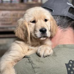 Cavalier King Charles Spaniel and Golden Retriever Puppies from Country Goldens and Mountain Top Cavaliers