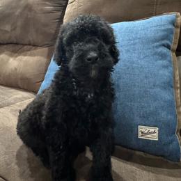 Calypso - Black female Poodle puppy in Flora, Illinois from Hanging Rock Poodles