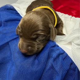 Kennedy - Liver female German Shorthaired Pointer puppy in Edenton, North Carolina from Bockelman GSP’s