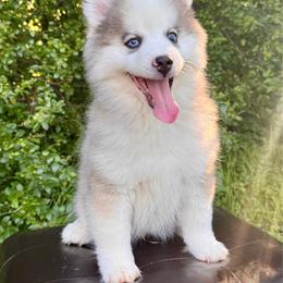 Jeff - Gray and white male Pomsky puppy in Murfreesboro, Tennessee from Middle Tennessee Pomskies