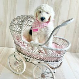 Sheepadoodle Puppies from Narrow Path Puppies