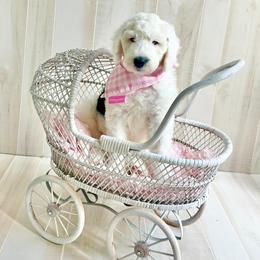 Sheepadoodle Puppies from Narrow Path Puppies