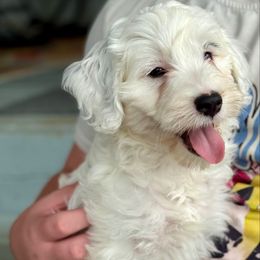 Star - Black and white female Bernedoodle puppy in Denver, Pennsylvania from Redcay's Mini Bernedoodles