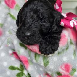 Aussiedoodle Puppies from Louisville Doodles