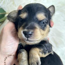 Black and Cream - Black and cream male Dachshund puppy in Nampa, Idaho from Long_and_Low_Dachshunds