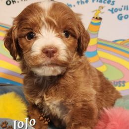 Jojo- Dr Seuss litter - Gold male Labradoodle puppy in Phelan, California from Family Doodles