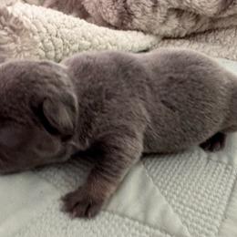 Liberty - Tricolors female French Bulldog puppy in Riverview, Florida from The Frenchie Lady Co.