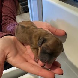 Dapple Girl - Dapple female Dachshund puppy in Rifle, Colorado from Pint Size Pup