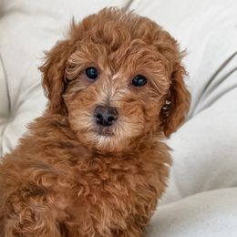 Goldendoodles and Poodles from Daphne's Dozen