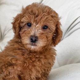 Goldendoodles and Poodles from Daphne's Dozen