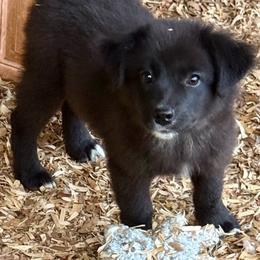 Woody - Black tri male Miniature Australian Shepherd puppy in Patterson, North Carolina from DreamLine Aussies