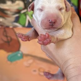 2nd pick female - White and black female Dalmatian puppy in Lake Mathews, California from Bully Market