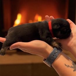 Red - Black and tan male French Bulldog puppy in Rochester, Washington from Frenchie Bulldog Kisses