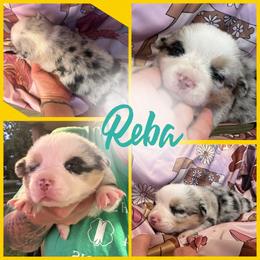 Reba - Blue merle and white female American Corgi puppy in Payson, Illinois from Creek Farm Corgis