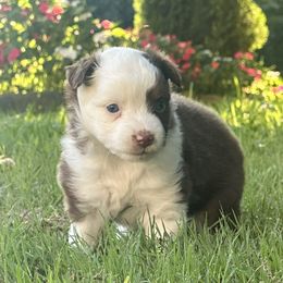 Girl 1 - female Miniature American Shepherd puppy in Franklinville, North Carolina from Fine Hill Miniature Americans