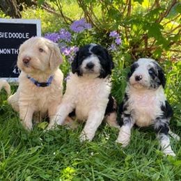 Aussiedoodles and Labradoodles from Doodle This Doodle That