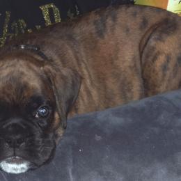Black collar - Brindle male Boxer puppy in Titusville, Florida from Saskobox