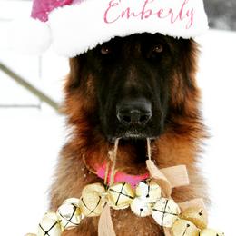 Ember  - German Shepherd