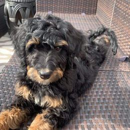 Bernedoodle and Shih Tzu Puppies from Route 66 Poodles & Doodles, Sapphire Shih-tzu's of Ohio