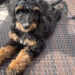 Bernedoodle and Shih Tzu Puppies from Route 66 Poodles & Doodles, Sapphire Shih-tzu's of Ohio