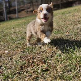Comet - Red merle male Australian Shepherd puppy in Blairsville, Georgia from Georgia Peach Aussies