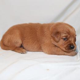 Scone - Dark golden female Golden Retriever puppy in New Weston, Ohio from Bertke AKC Golden Retrievers and Bernese Mountain Dogs
